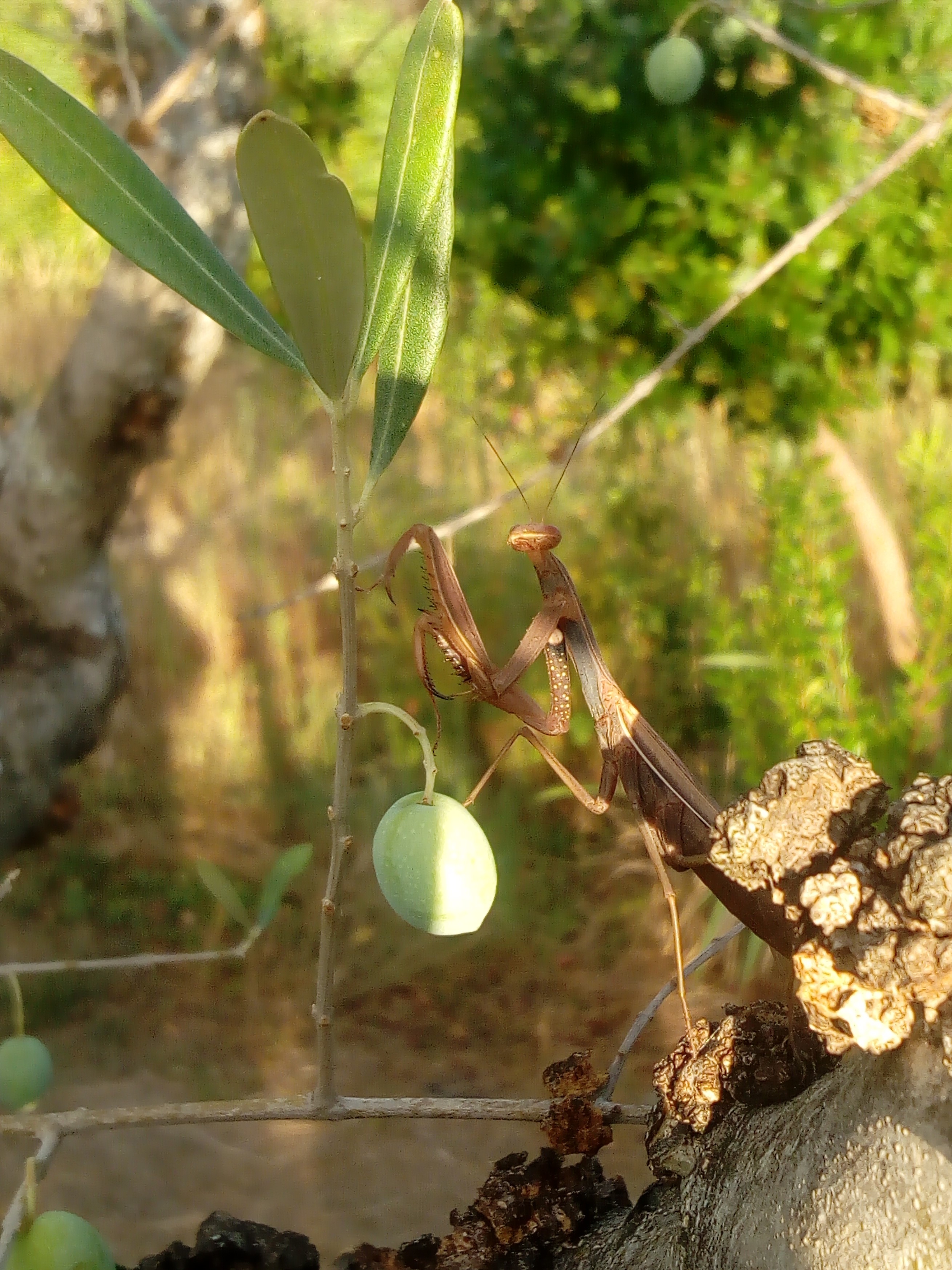 Gottesanbeterin /Mantis Religiosa